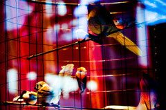 in the cage. 