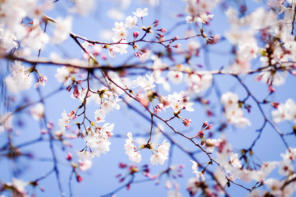 桜の季節過ぎたら。