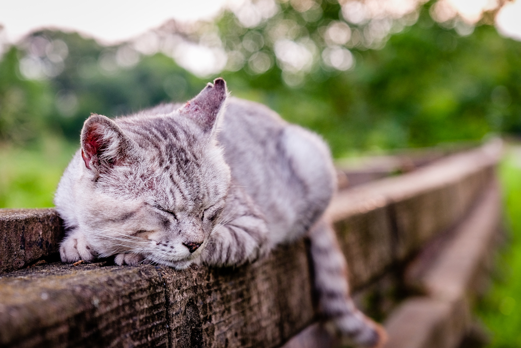 Summer cat.