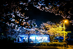 Sakura.