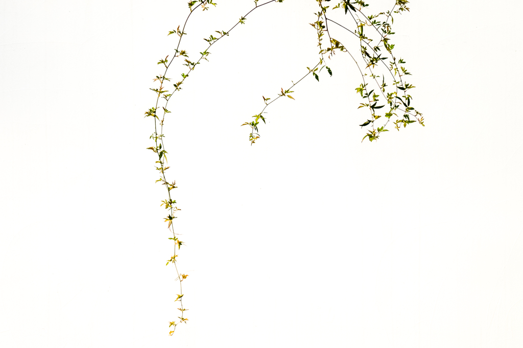 植物図鑑。