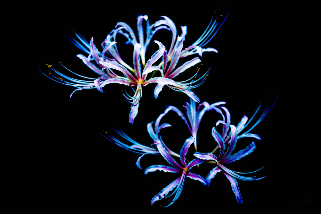 Radiata.