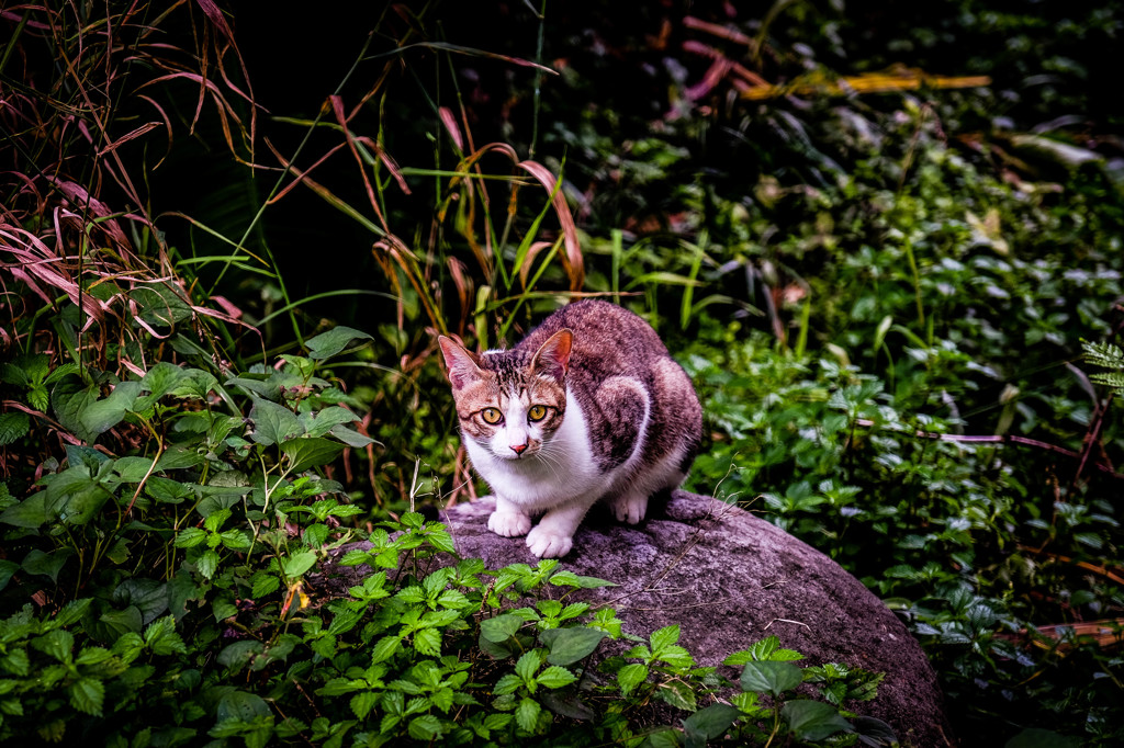 にゃん。