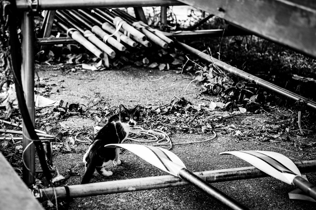 Animal Farm.