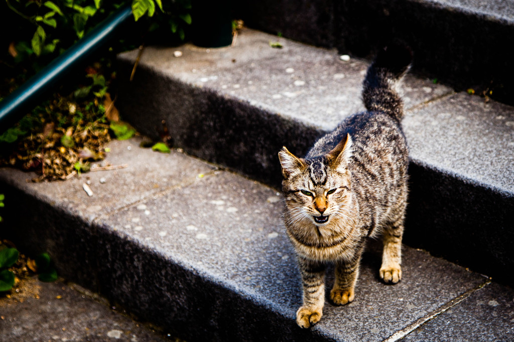 Stairs.