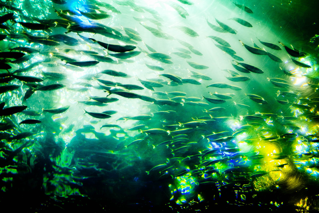 School of fish.