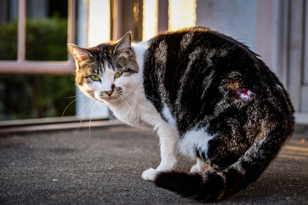 にゃぁ。