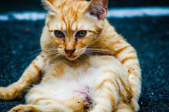 c.