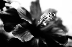 Hibiscus.