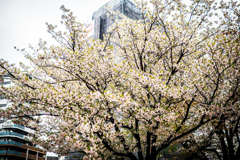Sakura.