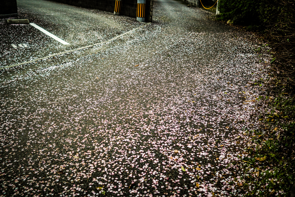 Sakura.