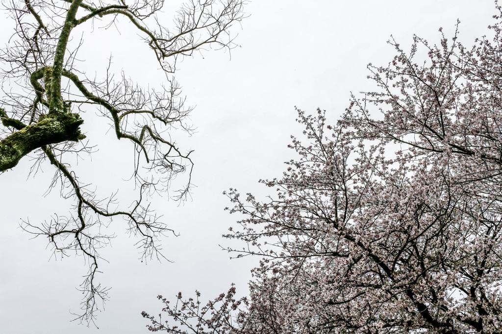 Sakura no Kisetu.