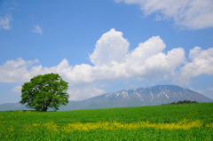 一本桜　初夏2