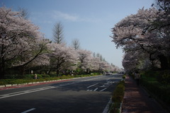 Kunitachi Univ. blvd.