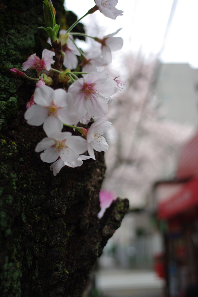 Sakura