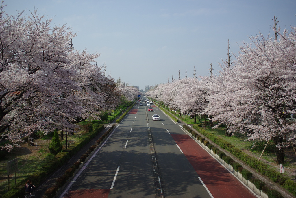 Kunitachi Univ. blvd.