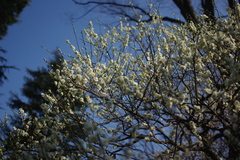 Japanese Plum