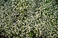 Flower carpet