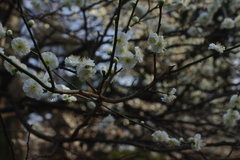 Japanese Plum