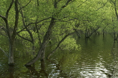 春緑の映る池