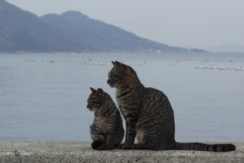 親子猫