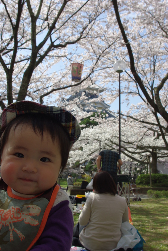 長浜城　豊公園の桜でちゅ(9か月)