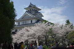長浜城　豊公園の桜