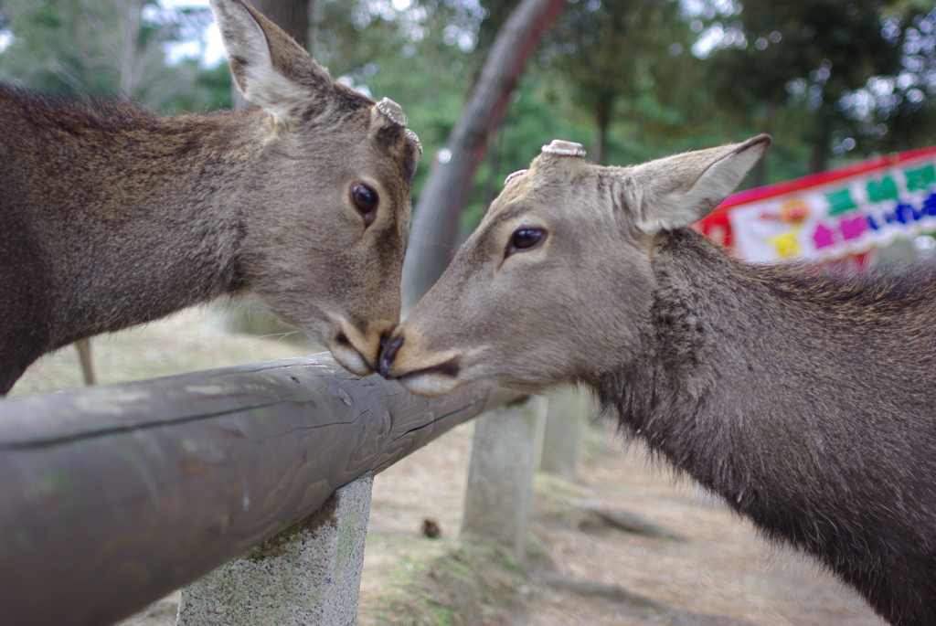 キッス？