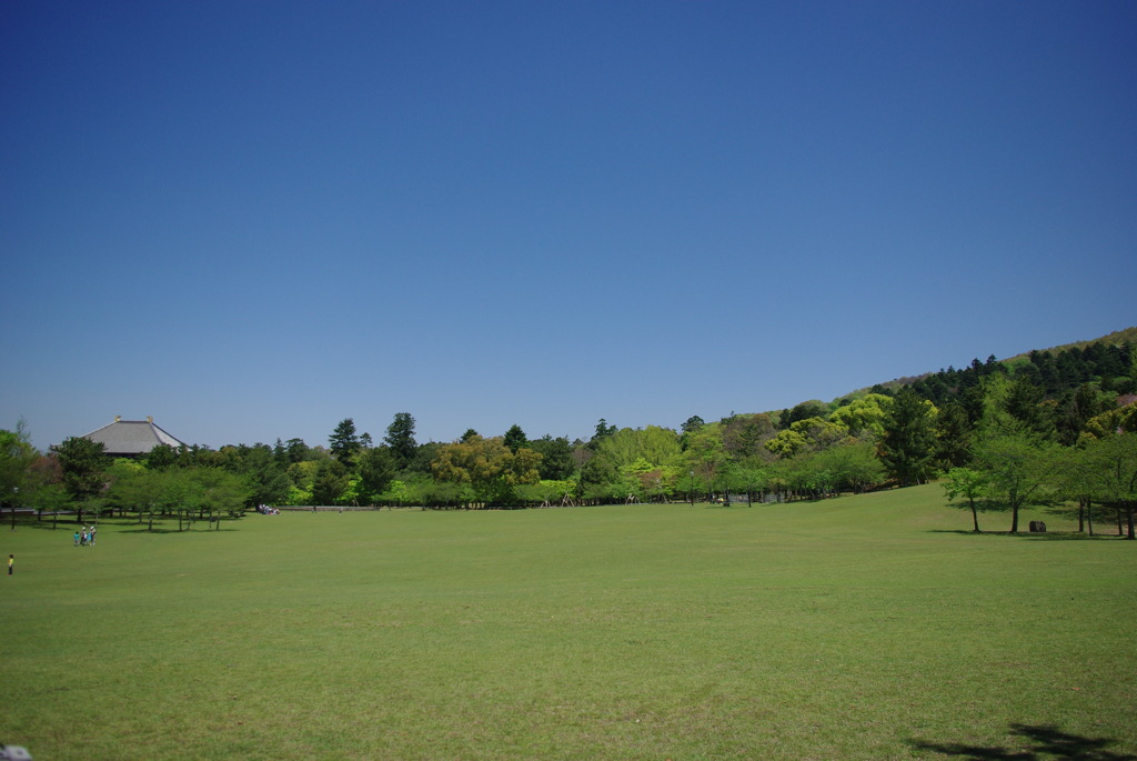 青空の奈良公園