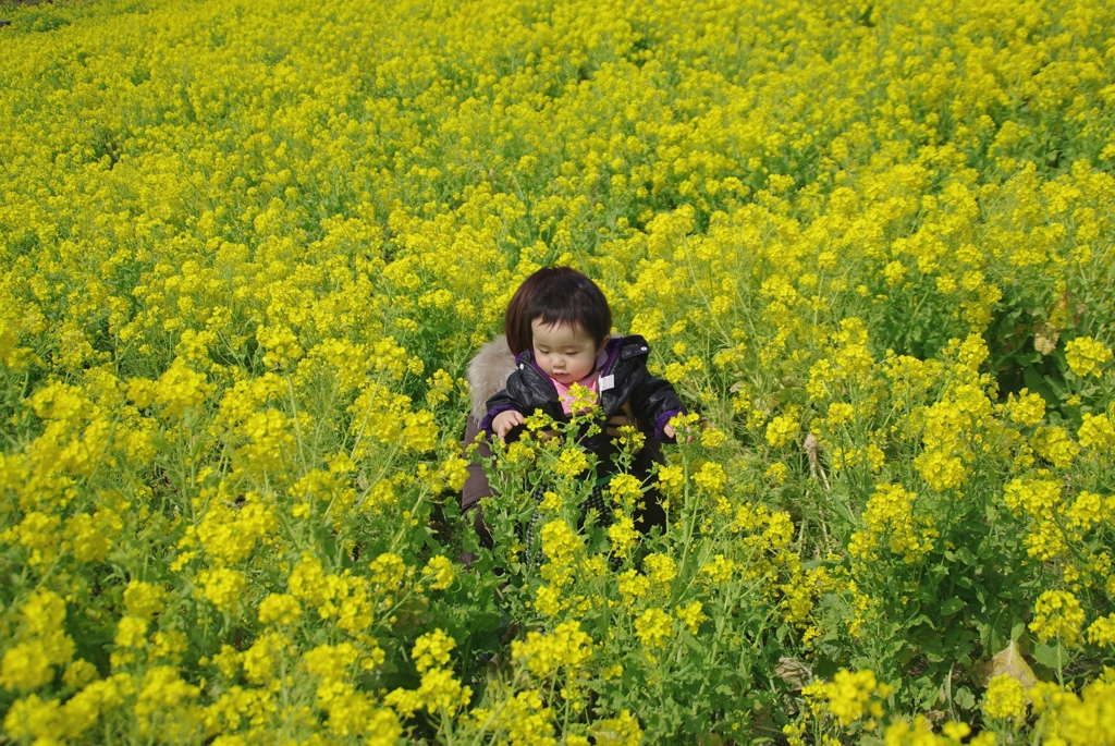 菜の花畑に来ました(9か月)