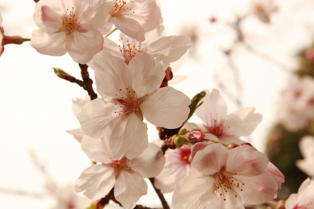 桜花