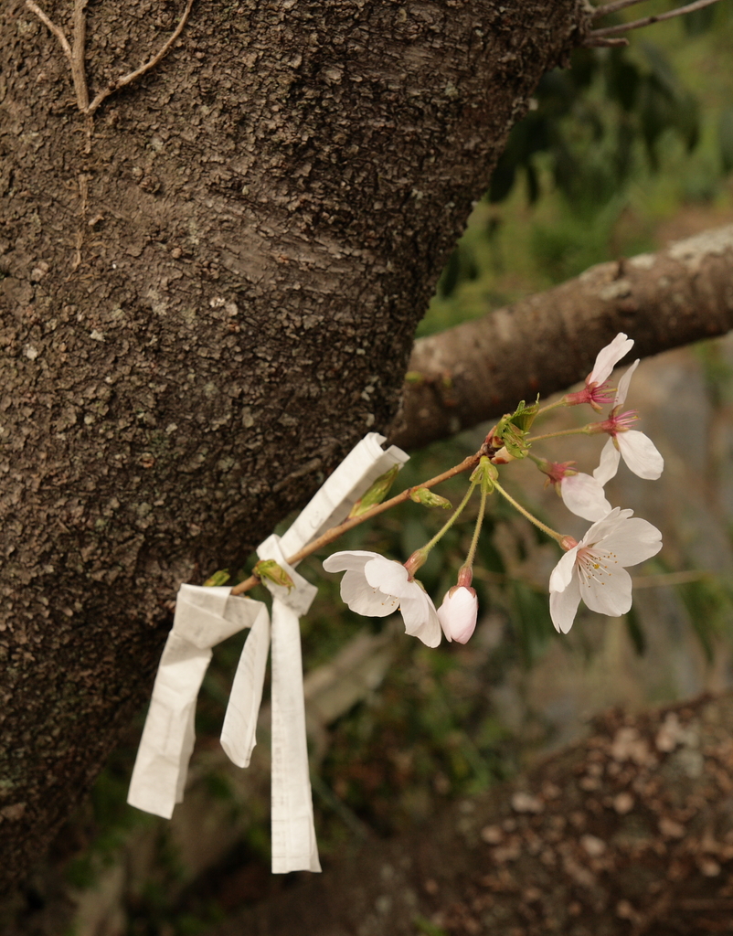 祈桜