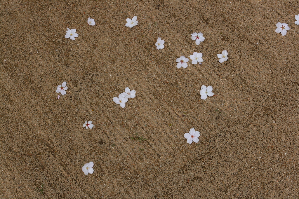道花