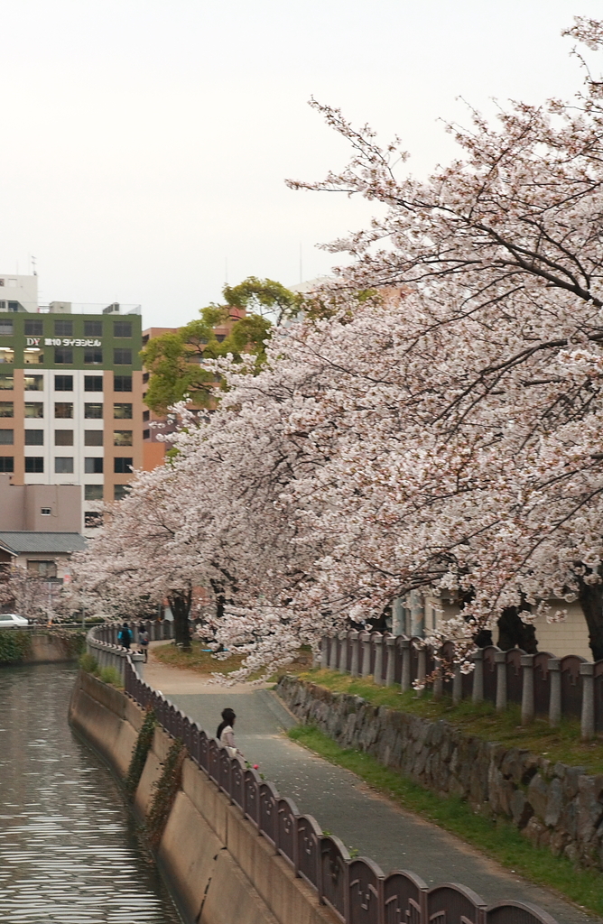 桜道