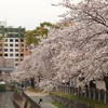 桜道