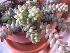 新玉つづり