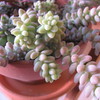 新玉つづり