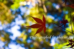 Autumn in Kyoto 2008 001