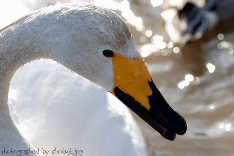Swan_01