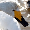 Swan_01