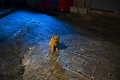 Cat in Naha 002