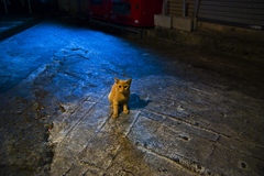 Cat in Naha 002