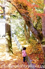Autumn in Kyoto 2008 007