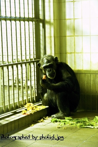 chimpanzee 2008 001