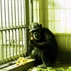 chimpanzee 2008 001