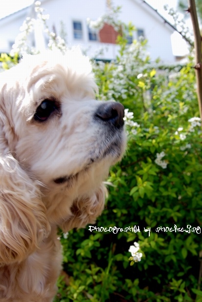 Natsu 2008 Spring