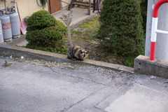 にゃんこストーカー　事件簿２