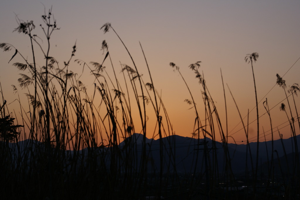 すすきと夕日