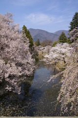 散りゆく桜