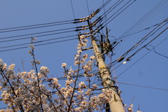桜と電柱
